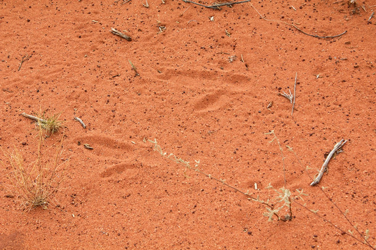 Emu Track by Albie Jack